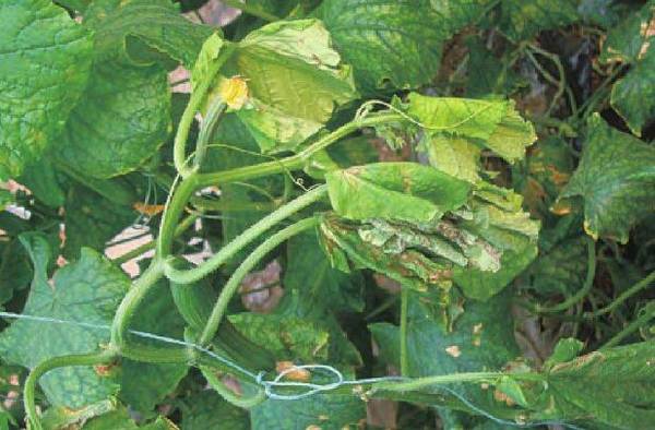 黄瓜蔓枯病的防治方法总结_蔬菜种植