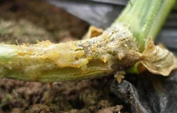 黄瓜蔓枯病的防治方法总结_蔬菜种植