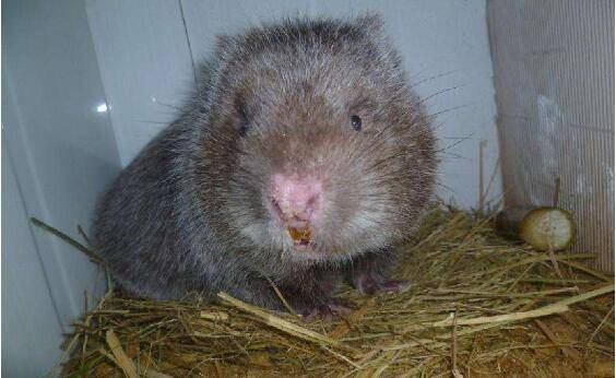 200只竹鼠的办场投资费用估算_竹鼠养殖