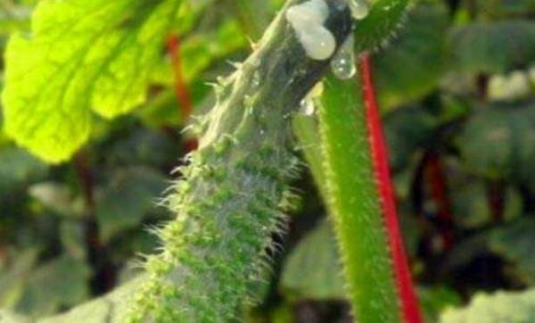 黄瓜蔓枯病的分辨方法,黄瓜蔓枯病的防治措施_蔬菜种植