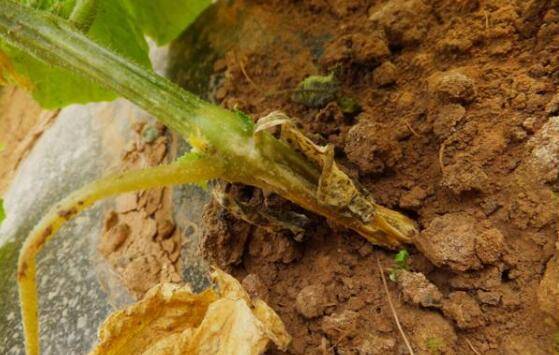黄瓜蔓枯病的发病症状及治疗方法_蔬菜种植
