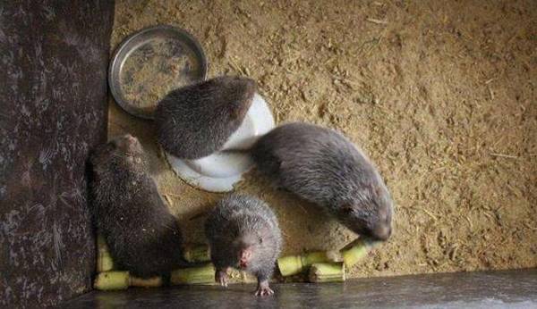 养殖100只竹鼠的成本投入与利润估算_竹鼠养殖