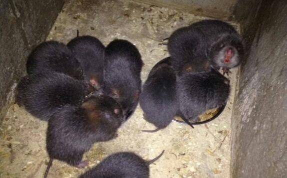 竹鼠养殖的优势分析,成本低,收入高_竹鼠养殖