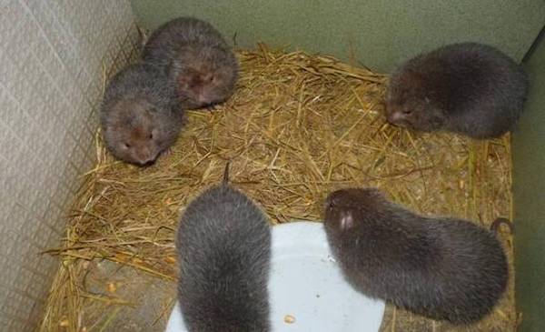 竹鼠养殖的优势分析,成本低,收入高_竹鼠养殖