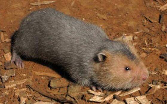 200只竹鼠的办场投资费用估算_竹鼠养殖