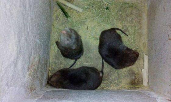 200只竹鼠的办场投资费用估算_竹鼠养殖