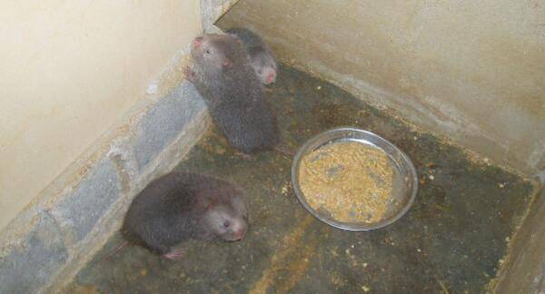 养殖200只竹鼠的年利润估算_竹鼠养殖