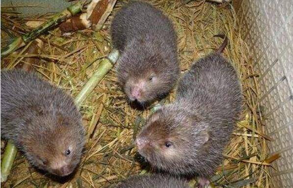 养殖200只竹鼠的年利润估算_竹鼠养殖