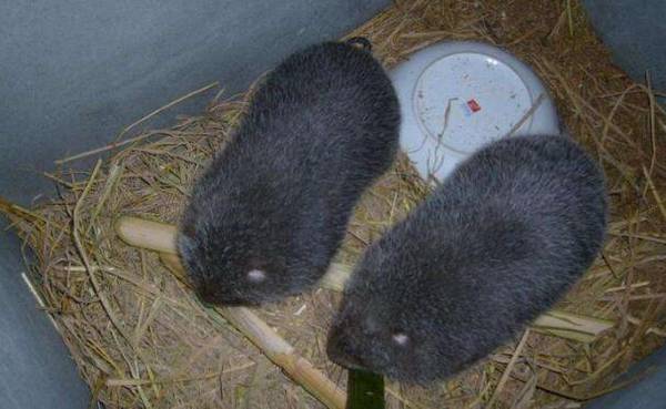 竹鼠的四大开发价值,小竹鼠有大价值_竹鼠养殖