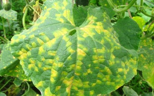 黄瓜霜霉病的症状及防治方法_蔬菜种植