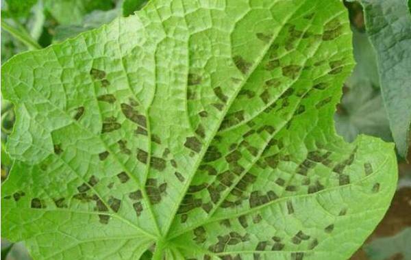 黄瓜霜霉病的症状及防治方法_蔬菜种植
