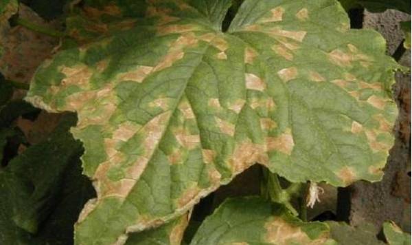 黄瓜细菌角斑病的症状及防治方法_蔬菜种植