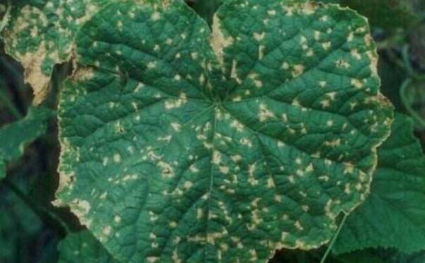 黄瓜细菌角斑病的症状及防治方法_蔬菜种植