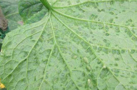 黄瓜角斑病的症状,黄瓜角斑病防治方法_蔬菜种植