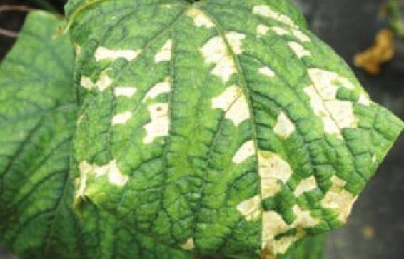 黄瓜细菌角斑病的症状及防治方法_蔬菜种植