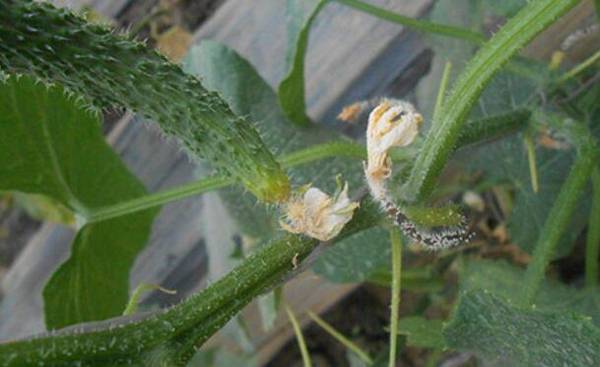 黄瓜灰霉病的症状及防治方法_蔬菜种植