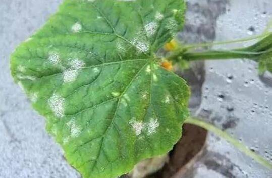 黄瓜白粉病的病症及防治方法_蔬菜种植