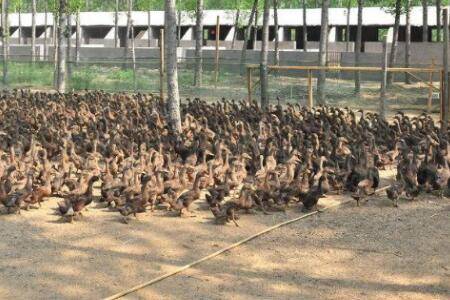 蛋鸭肠道疾病用什么药?_养鸭