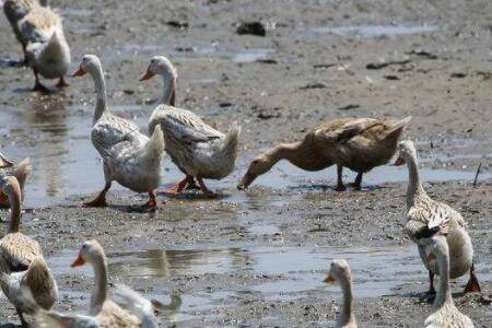 鸭子正常吃料量是多少_养鸭