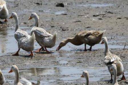 蛋鸭拉白色粪便怎么处理?_养鸭