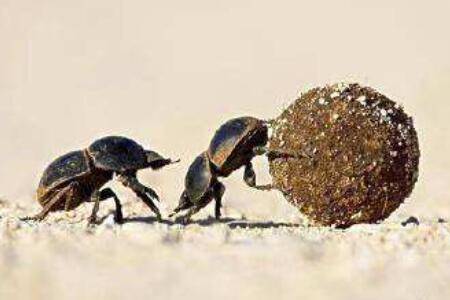 蜣螂的别名是什么_养殖问答