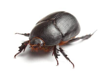 蜣螂的寿命有多长_养殖问答