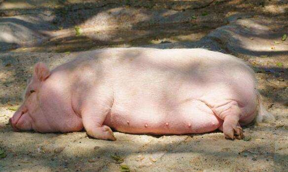 母猪人工授精的注意事项_养猪