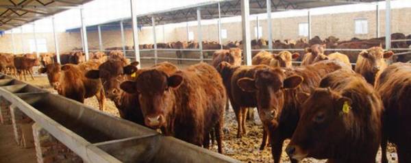 养牛用喂盐吗,为什么喂盐_养殖问答