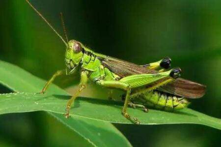 蝗虫多长时间长大?_养殖问答