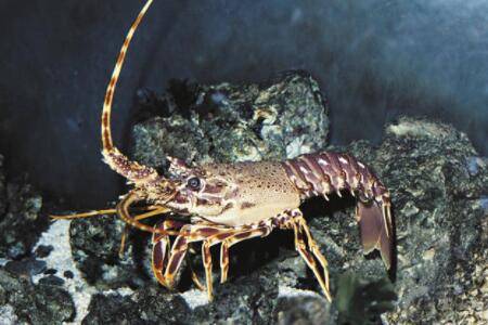 龙虾吃哪些食物_养虾