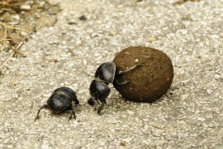 蜣螂养殖方法_养殖问答