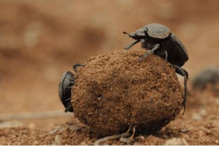 蜣螂的食性_养殖问答