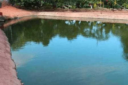 新鱼塘放鱼苗会死什么原因_养鱼