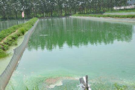 鱼塘水质净化用哪些药物_养鱼