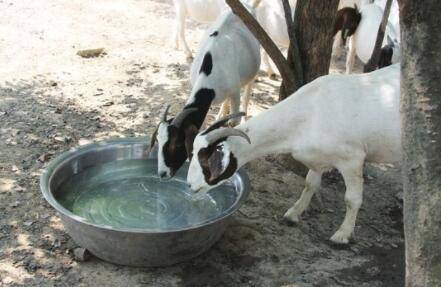 羊不喝水怎么治疗?_养羊