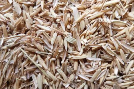 养鹅能不能铺稻壳?_养鹅