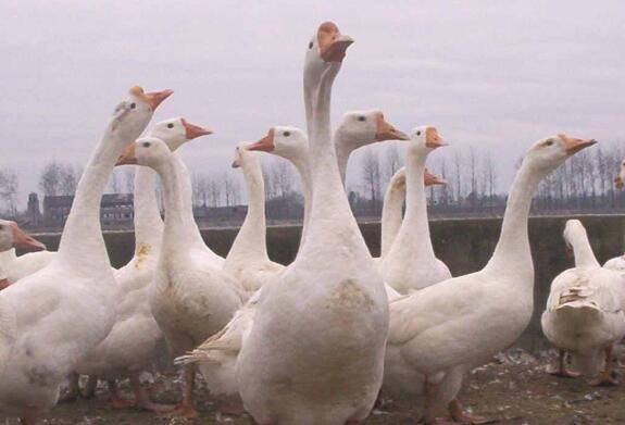 小鹅怎么提高成活率_养鹅