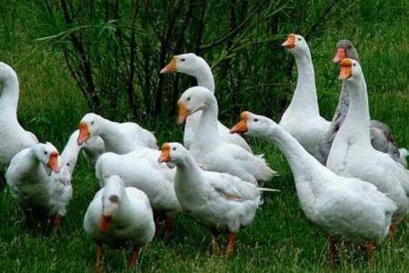 养鹅能买保险吗?_养鹅
