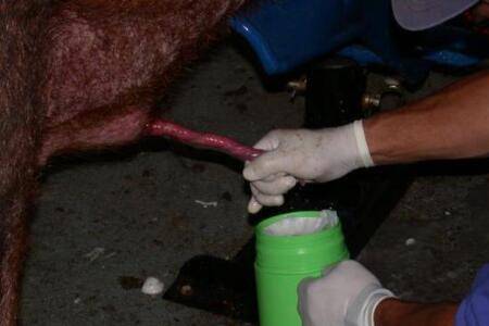 公猪采精的操作方法_养猪