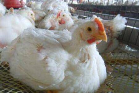 817肉鸡不同日龄的温度表_养鸡