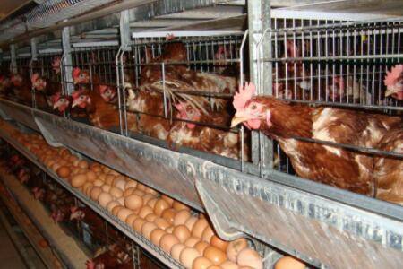 蛋鸡开产过晚原因及防治方法_养鸡