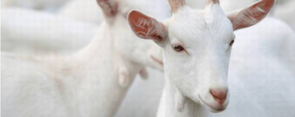 山羊每秒跑多少米_养殖问答