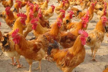 育成鸡的常用饲料配方_养鸡