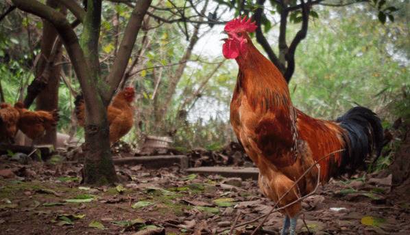 公鸡打鸣什么原因_养殖问答
