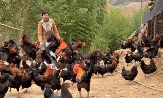 土鸡养殖成本包括哪几部分_养鸡