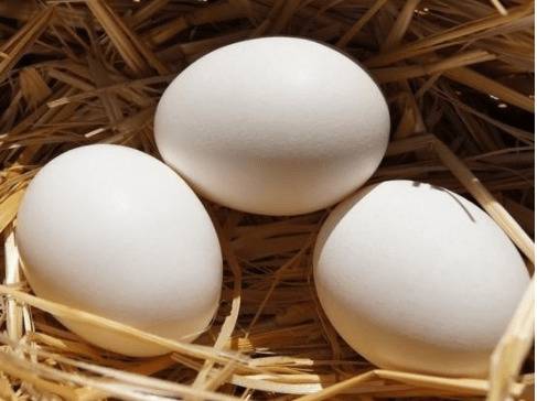 土鸡蛋的营养价值,土鸡蛋的适合人群_养鸡