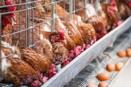 蛋鸡开产日龄的最佳时间_养鸡