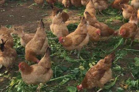 韭菜能不能每天喂鸡_养鸡