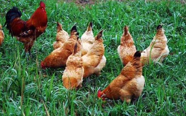 食醋用于鸡抗热应激的作用_养鸡