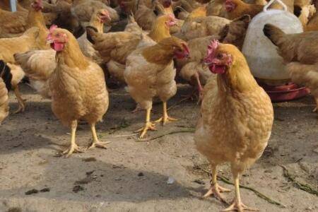 肉鸡霉菌中毒怎么治?_养鸡